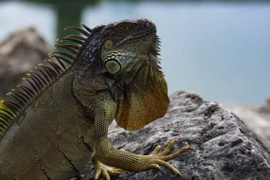 Iguana, Amerikan iguanası iguana familyasından bir kertenkele sürüngendir. Ve alt familya Iguanidae 'de. Miami.
