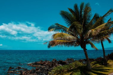 Peyzaj sükunet plajı. Hawaii arka planı, palmiyeli tropik Hawaii cenneti