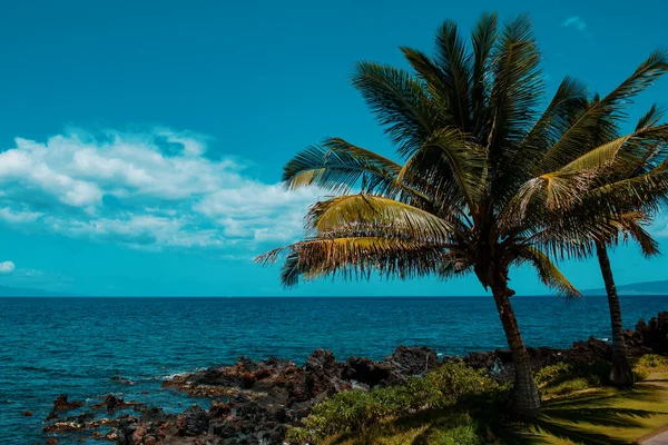 Landscape Tranquil Beach Hawaii Background Tropical Hawaiian Paradise Palm — Stock Photo, Image