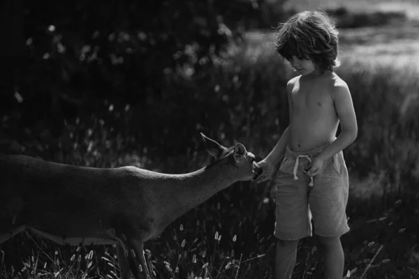 Child Feeding Fawn Deer Outdoor Pretty Boy Baby Animal Park — Stock Photo, Image