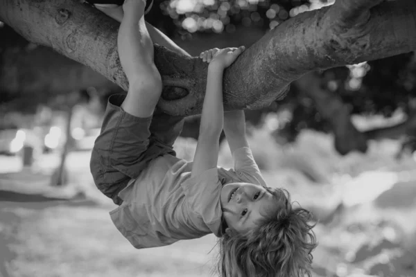 Cute Blonde Child Boy Hangs Tree Branch Summer Holidays Little — ストック写真