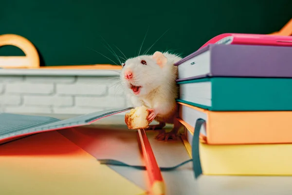 教育概念 坐在教室 礼堂和黑板上的老鼠 — 图库照片