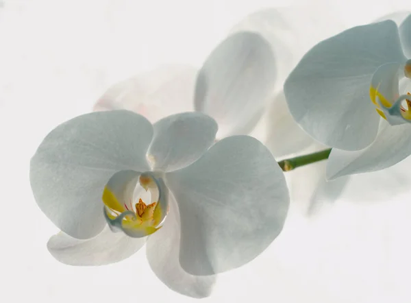 White Orchid Flowers Blossom Isolated Background — 스톡 사진