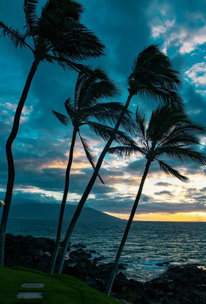 热带海滩 棕榈叶 棕榈树和蓝天 夏季海滩背景 椰子树 — 图库照片