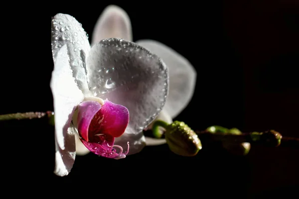 Természeti Szépség Tavaszi Orchideavirág Díszítő Virág Otthon — Stock Fotó