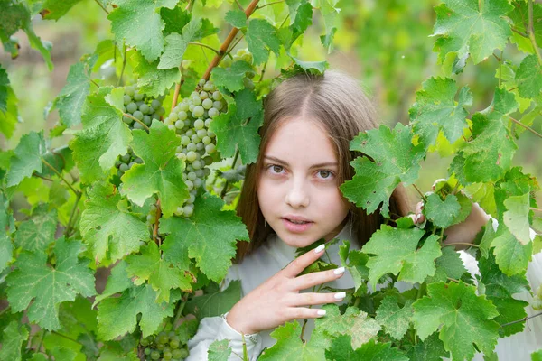 ブドウの秋の葉 屋外でブドウを持つ少女 ブドウの背景にブドウを持つ子供 白ワインの熟したブドウでかなり小さな女の子 ワイン収穫の概念 — ストック写真