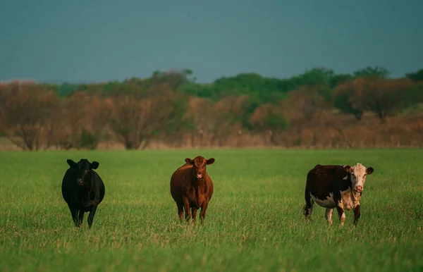 Krávy Travnatém Poli Jasného Slunečného Dne Hnědá Kráva Zeleném Pozadí — Stock fotografie