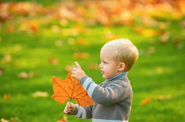Очаровательные Осенние Дети Листьями Парке Красоты Маленький Мальчик Осеннем Парке — стоковое фото
