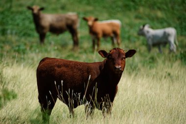 Yeşil, güneşli bir çayırda buzağı, kameraya bakıyor.