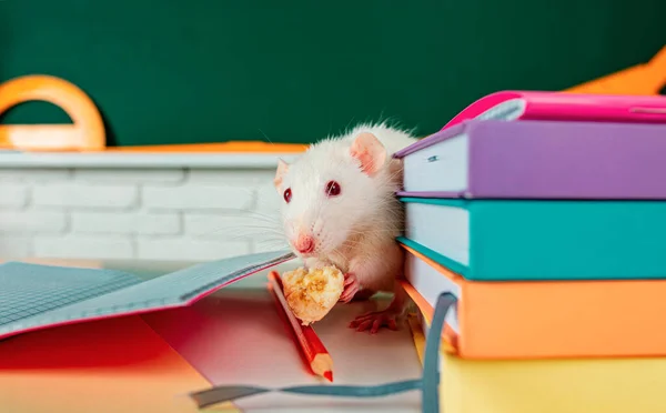 大鼠实验动物教育 — 图库照片