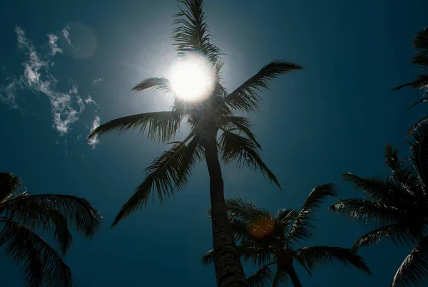 Tropical Palm Coconut Trees Sky Nature Background Palms Wallpaper — Stockfoto
