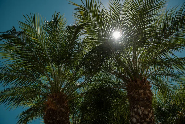 Kokospalmen Schöne Tropische Textur Mit Sonnenlicht Auf Abstraktem Hintergrund Tropisches — Stockfoto