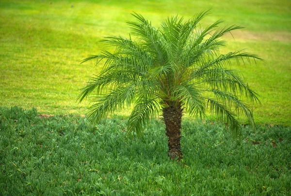 Palmeira Tropical Com Luz Solar Céu Fundo Abstrato Verão Férias — Fotografia de Stock