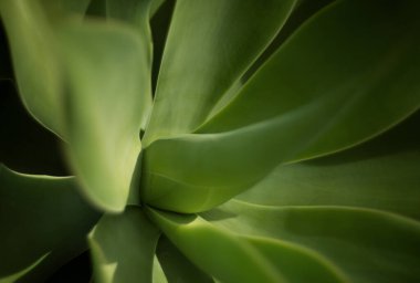 Agave kaktüsü. Kaktüs sırtı, kaktüs tasarımı ya da kaktaceae deseni