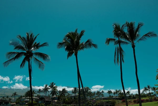 Tropical Palm Coconut Trees Sky Nature Background Palms Landscape — Stock Photo, Image