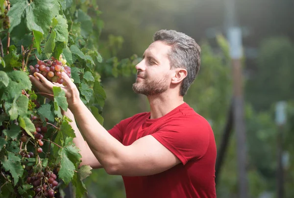 ブドウ農家のブドウの切断 農業の概念 ワインメーカーは小枝を切る 人は園芸はさみ ブドウでブドウを切りました — ストック写真
