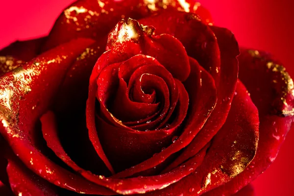 金黄色花瓣的玫瑰 黄金玫瑰做的衣服 金色玫瑰墙纸 金玫瑰花 装饰玫瑰设计元素 玫瑰花纹 爱性感和情人节的概念 — 图库照片