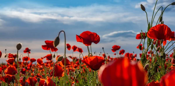 Anzac Background Poppy Field Remembrance Memorial Day Red Poppies Memorial — Stock Photo, Image