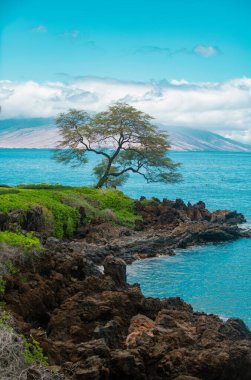 Hawaii 'deki doğa manzarası, berrak denizde palmiye ağacı olan tropikal plaj.