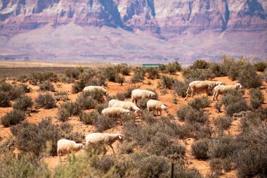 Çölde çiftçilik. Arizona 'da koyun ve kuzu yünü. Kırmızı kaya kanyonu panoramik manzara. Canyon Ulusal Parkı. Çöl dağı manzarası. Ünlü Amerikan yürüyüş yeri.