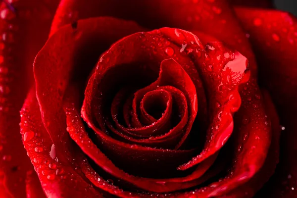 金泥花びらでバラ 黄金のバラの閉鎖 金のバラの壁紙 金のバラの花 装飾的なバラのデザイン要素 バラのパターン 金色の塗料で覆われた赤いバラ — ストック写真