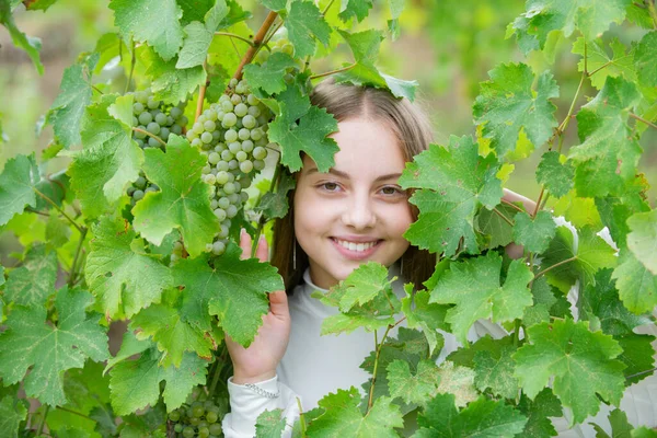 葡萄秋天的叶子 快乐的小女孩带着葡萄在外面 葡萄藤背景上有葡萄的孩子漂亮的微笑的女孩在白葡萄酒成熟的葡萄 葡萄酒收获概念 — 图库照片