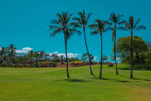 Avuç içi manzarası. Gökyüzünde güneş ışığı olan tropik palmiye ağacı soyut bir arkaplan. Yaz tatili ve doğa yolculuğu macera konsepti