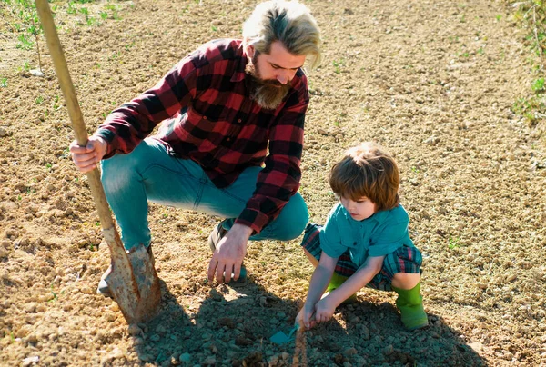 父は息子と植えます 庭の地面に父と子供の園芸 成長中の植物 春の収穫 — ストック写真
