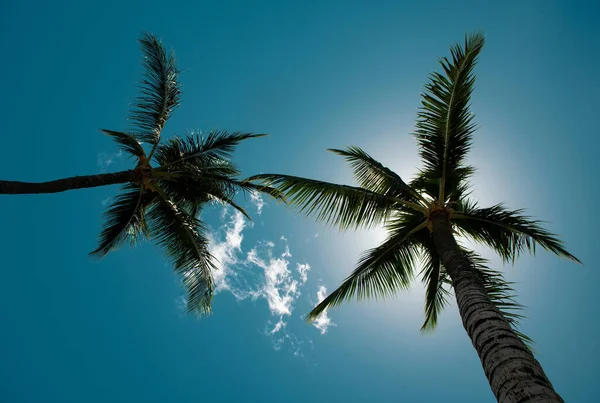 蓝天的棕榈树热带海岸的棕榈树椰树棕榈墙纸 — 图库照片