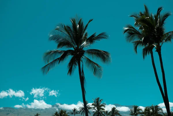 Avuç Içi Manzarası Mavi Gökyüzünde Palmiye Ağaçları Tropik Kıyılarda Palmiye — Stok fotoğraf