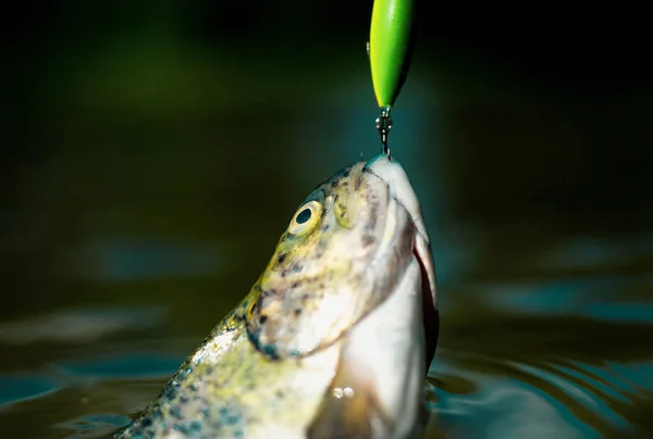 捕捉鳟鱼的方法 飞钓鱼 放松和享受爱好 钢头虹鳟鱼 静水鳟鱼捕鱼 — 图库照片