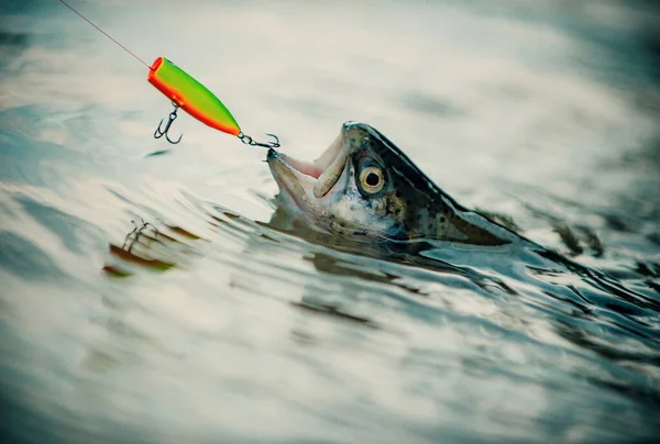 飞钓鳟鱼 棕鳟鱼 钓鱼成为一种流行的娱乐活动 渔夫和奖杯鳟鱼 运动钓鱼 鱼鳟鱼钩上 — 图库照片