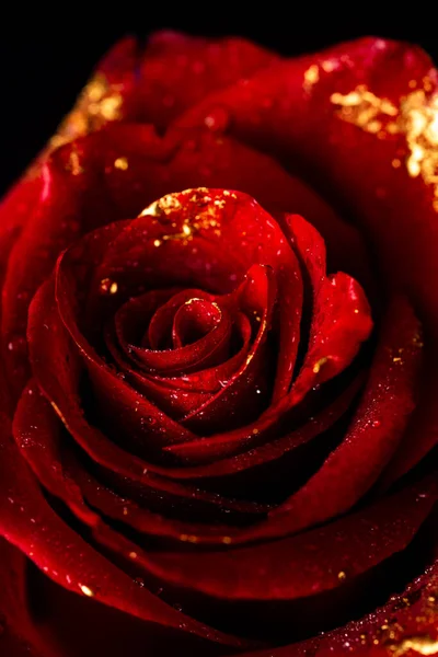 Rosa Com Pétalas Tinta Dourada Fechar Rosas Douradas Ouro Subiu — Fotografia de Stock