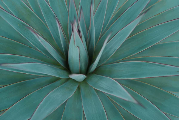 Agavengrün Kaktusrückwand Kaktusmuster Oder Kaktusmuster — Stockfoto