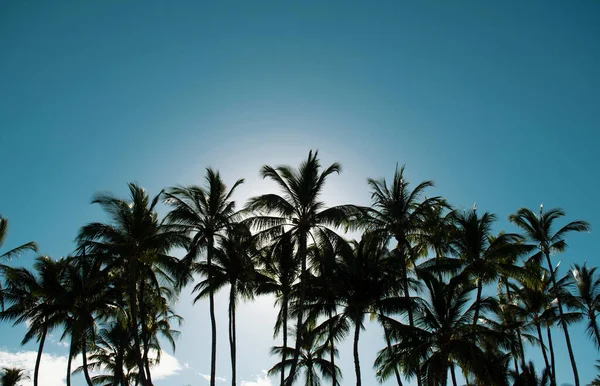 棕榈景观与阳光热带天堂 热带棕榈椰子树在天空 自然背景 — 图库照片