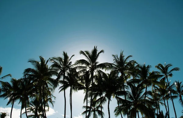 Palmeras Paisaje Con Soleado Paraíso Tropical Palmeras Tropicales Cocoteros Cielo —  Fotos de Stock