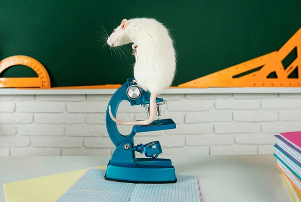 Kennis Onderwijsconcept Witte Rat Zit Microscoop Kopieer Ruimte Schoolbord — Stockfoto