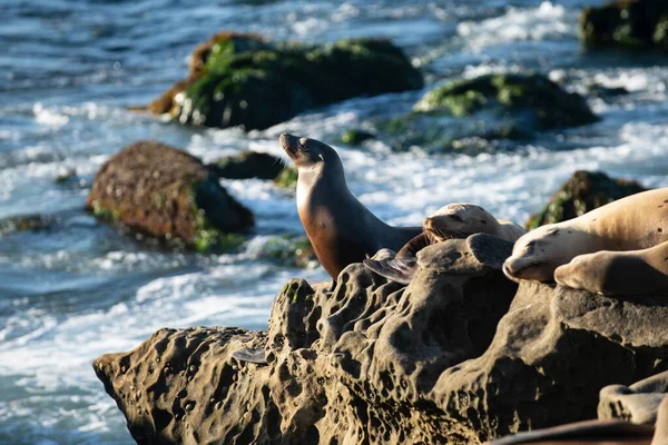 Pelerin Kürk Fokları Deniz Aslanlarıyla Vahşi Yaşam Konsepti — Stok fotoğraf