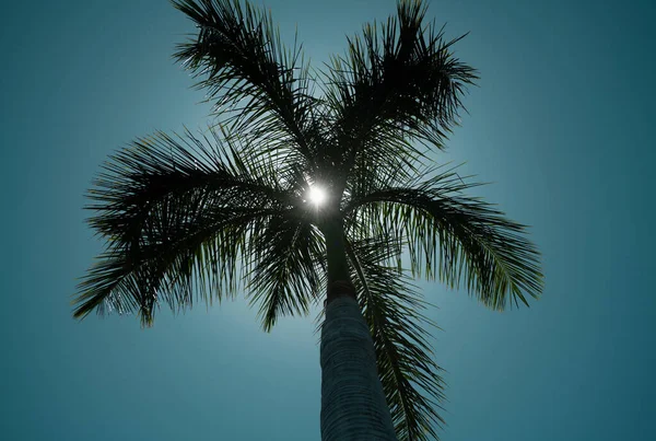 パーム壁紙だ 熱帯の木々の背景 青い空にココヤシ エキゾチックな夏の自然背景 自然の風景です 夏の熱帯の島 休日や休暇のパターン — ストック写真