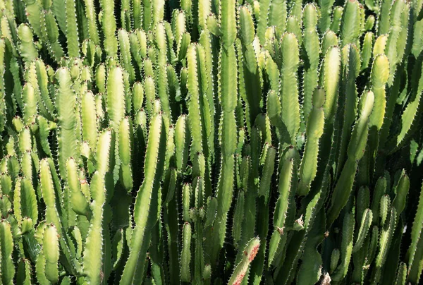 Kaktus Backdround Kaktusdesign Eller Cactaceae Mönster — Stockfoto