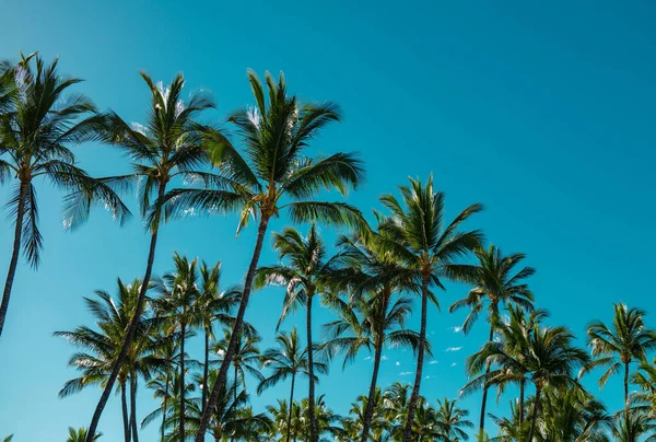 Güneşli Tropik Cenneti Olan Palmiyeler Gökyüzünde Güneş Işığı Olan Tropik — Stok fotoğraf