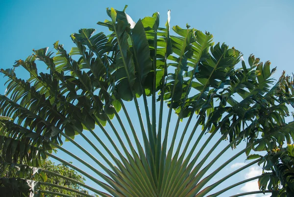 Tropisk Grön Mönsterstruktur Palmer Blå Himmel Palm Vid Tropisk Kust — Stockfoto