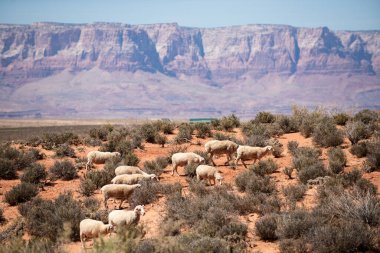 Çölde çiftçilik. Arizona 'da koyun ve kuzu yünü. Nevada ve Arizona sınırındaki kanyon. Ulusal Park 'ta çöl dağı