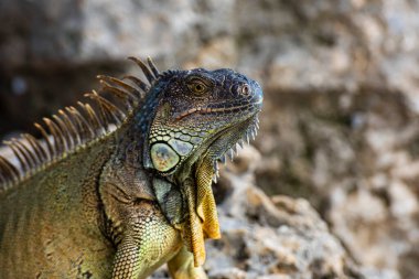 Cins kertenkelesi. Hayvanlar kertenkele iguanası. İguana sürüngeni, egzotik vahşi ejderha.