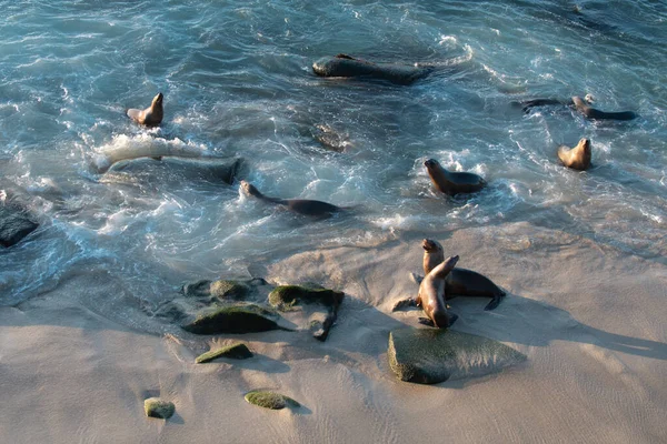 Sea Lions Ocean Fur Seal Colony Arctocephalus Pusillus — Stock Photo, Image