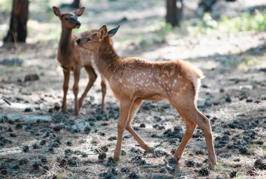 Doğa. Geyik Fawn. Bambi. Beyaz kuyruklu genç geyik, capreolus. Güzel vahşi yaşam geyiği