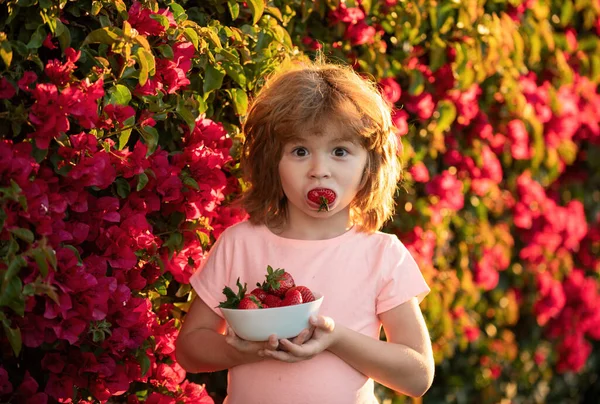 イチゴを食べる子供 幸せな小さな幼児の男の子はイチゴを選んで食べています 子供面白いポートレート — ストック写真