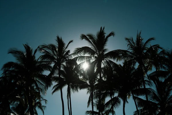 棕榈景观与阳光热带天堂 热带棕榈叶背 椰子树 夏季热带岛屿 度假模式 — 图库照片