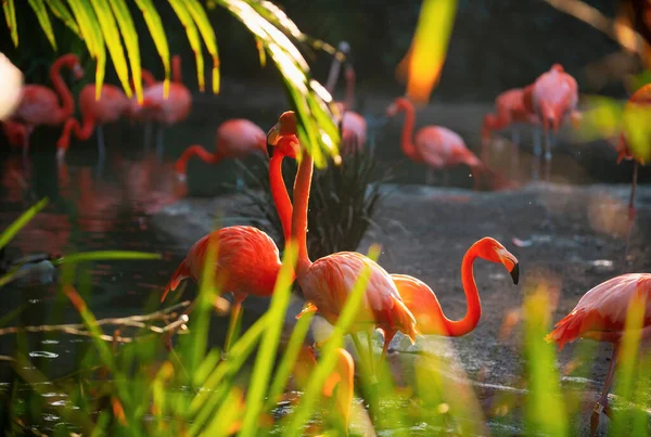 Eine Herde Rosa Flamingos Pinkfarbene Flamingo Schönheit Vögel Karibischer Flamingo — Stockfoto