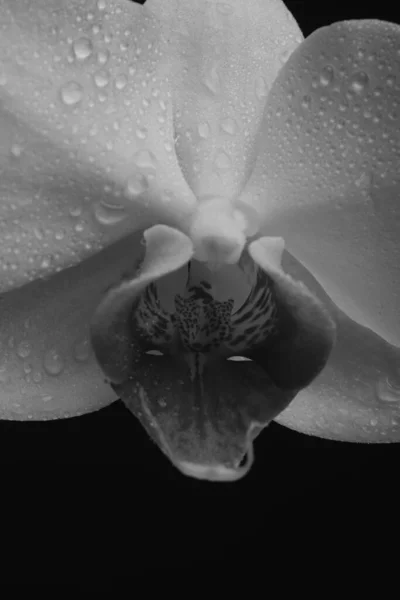 Closeup Wet Orchid Black Background Orchids Blossom Close Phalaenopsis — Zdjęcie stockowe